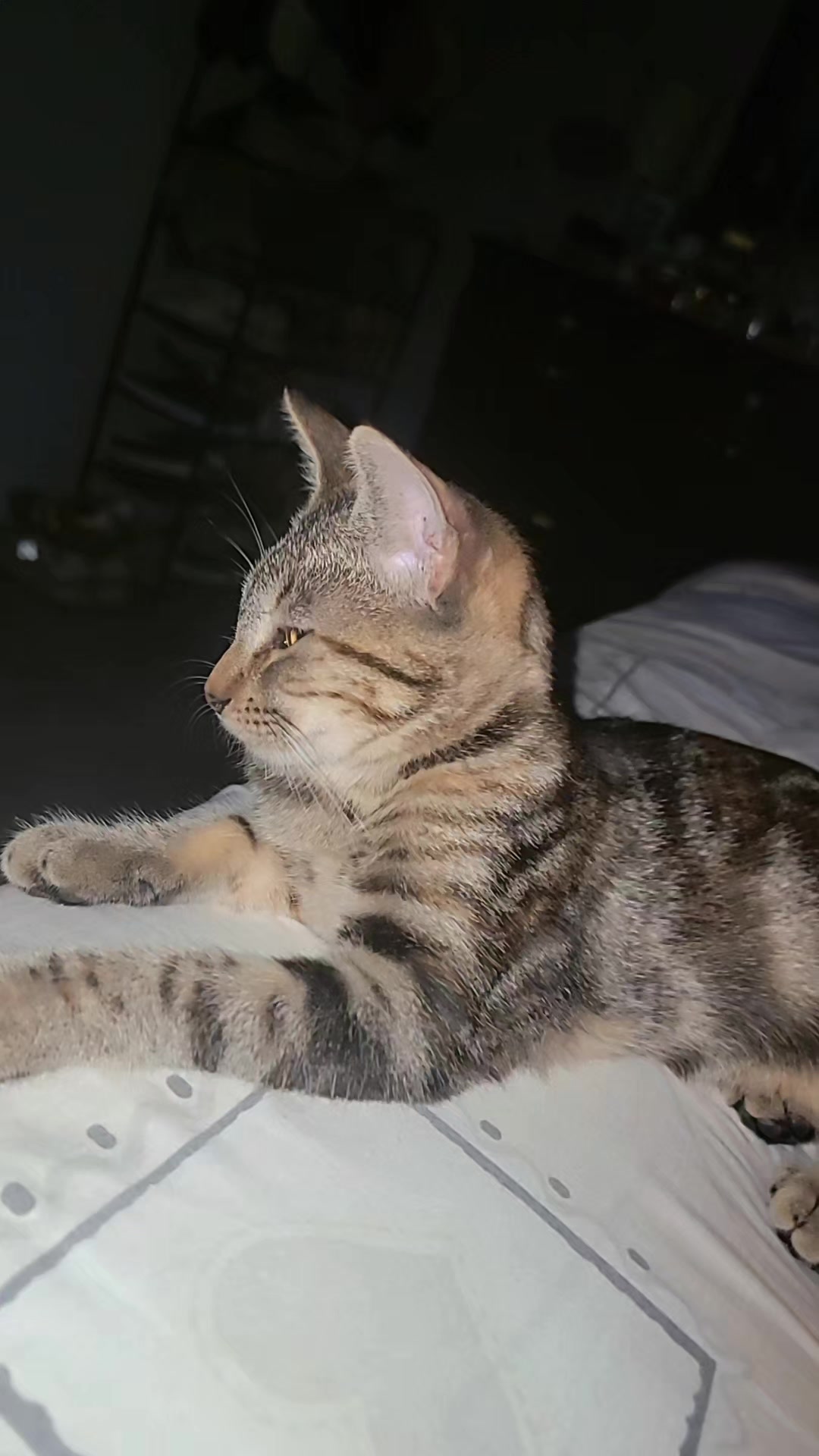 @kelynRomero_🐕🐈🐕🐈