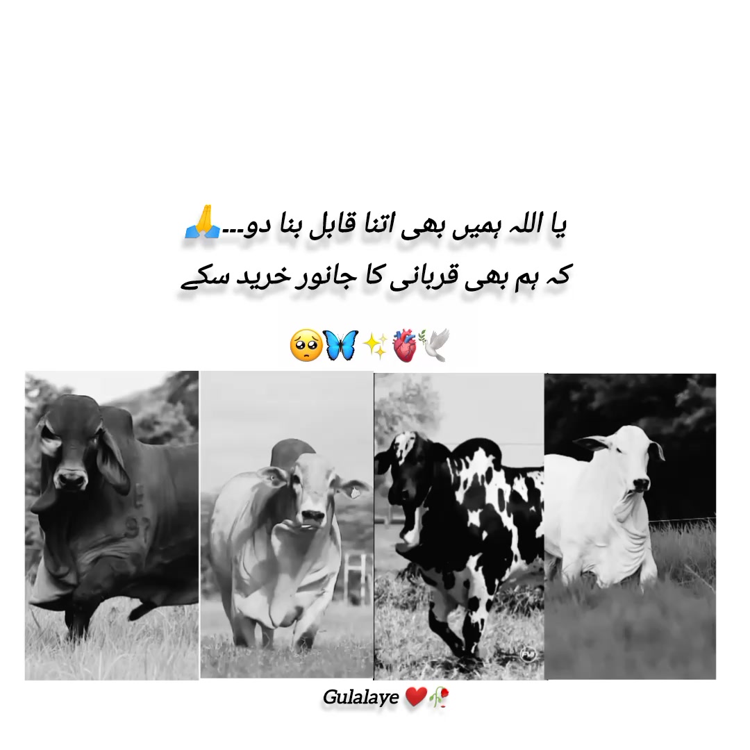 @gulalaye❤️🥀