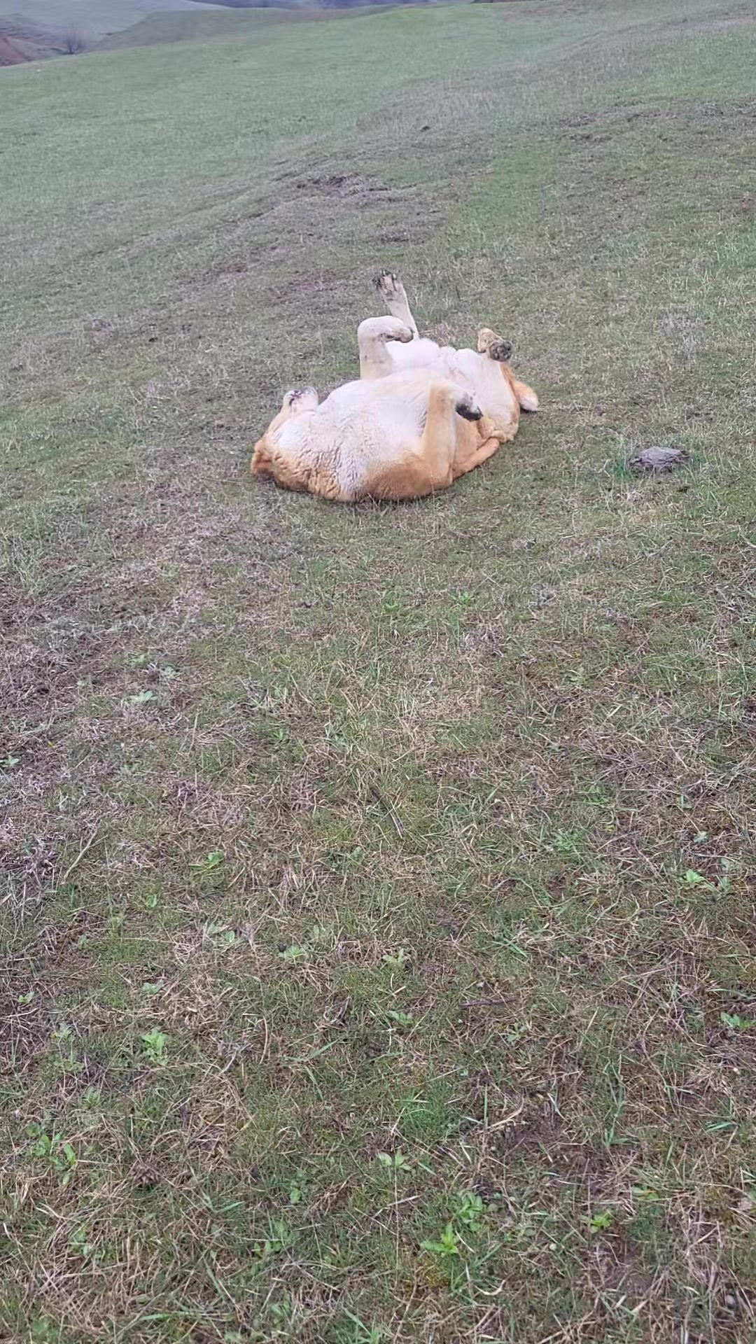 @А Х И Л Л Е С