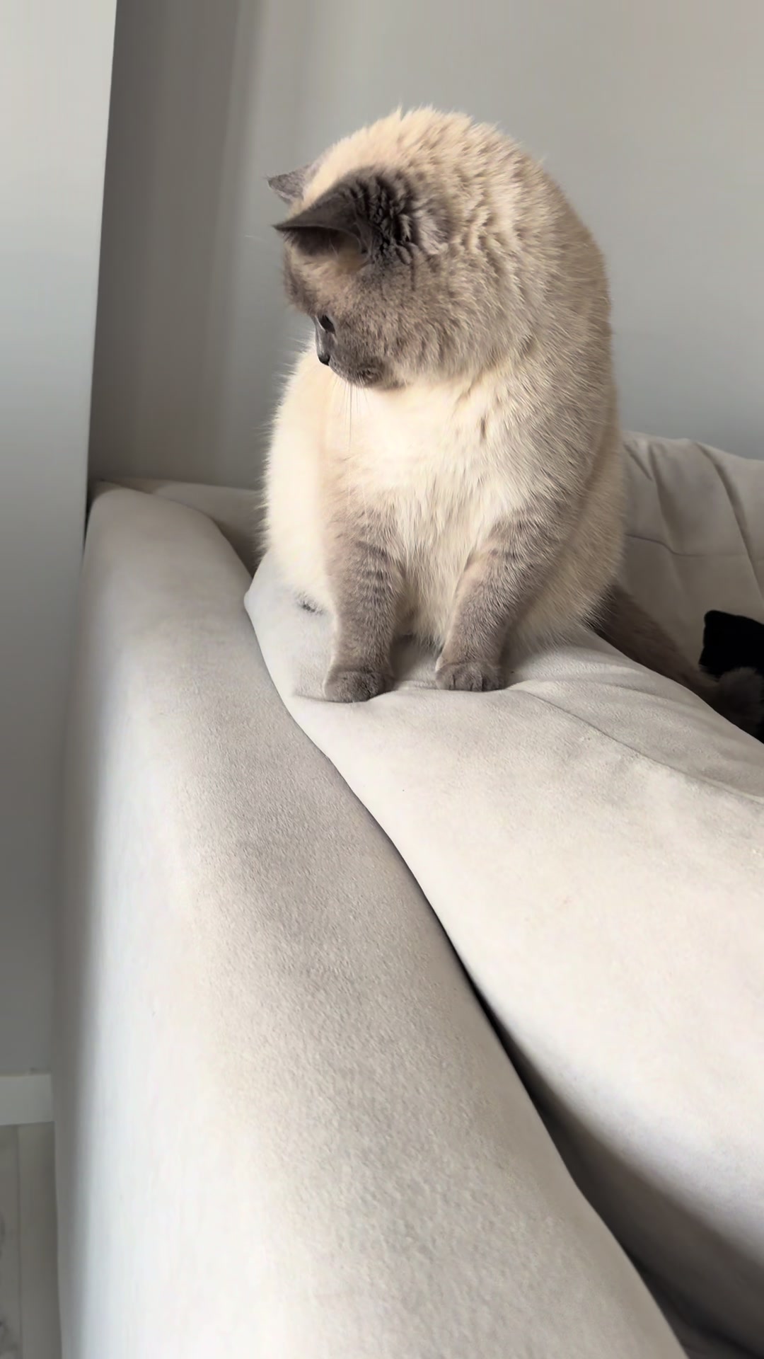 @Трускавецька киця 😻