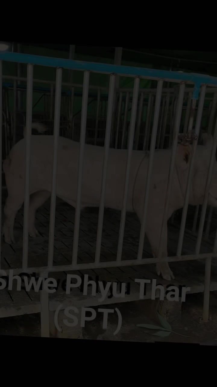 @"ရွှေဖြူးသား"၀က်မွေးမြူရေးခြံ