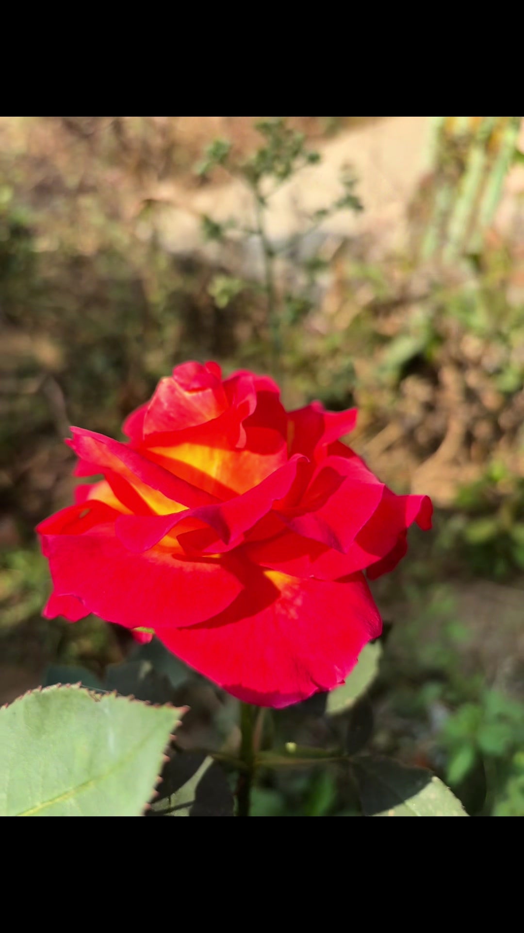 @Pushpa