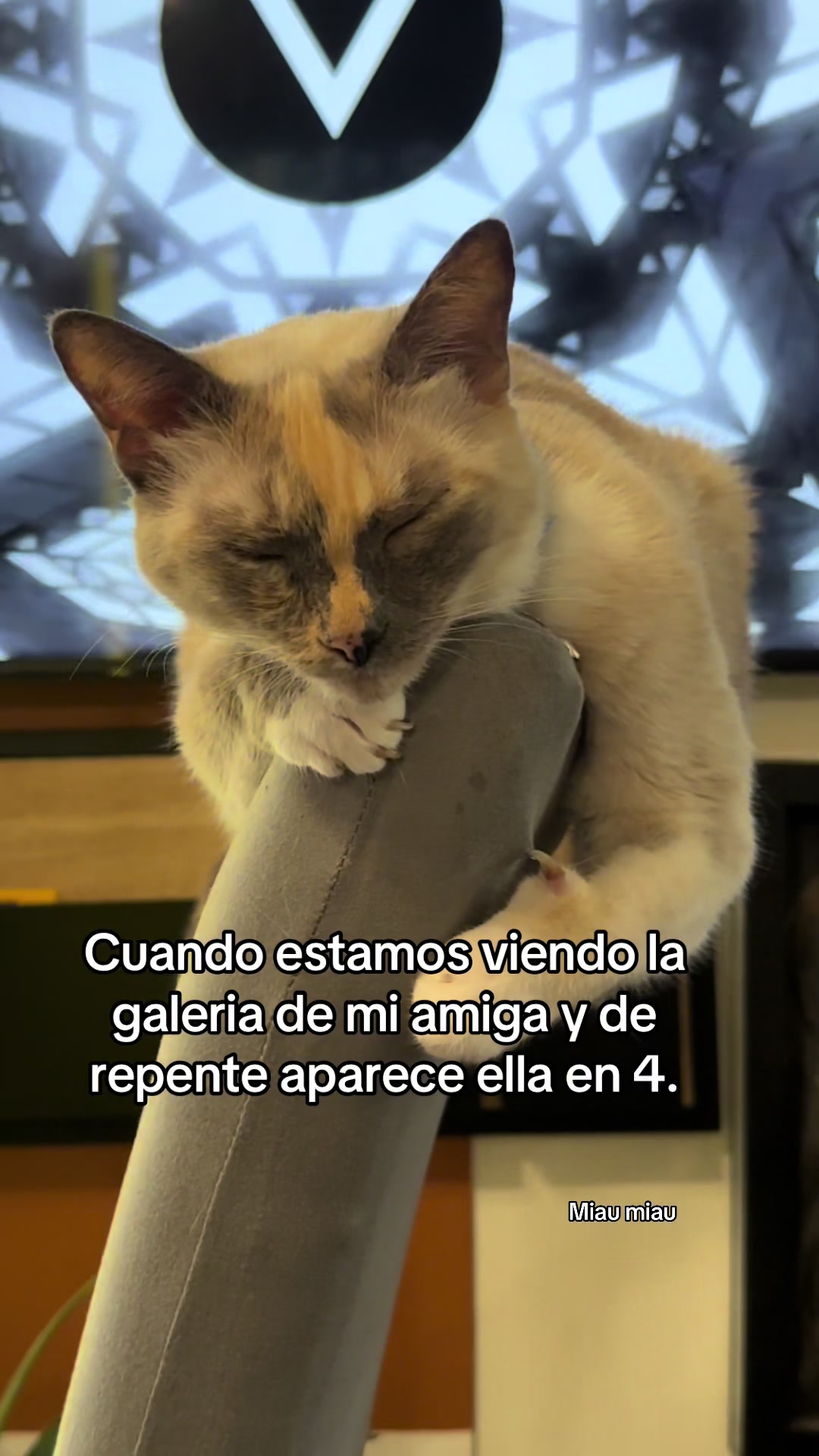 @Rodrigo and Watermelon the cat