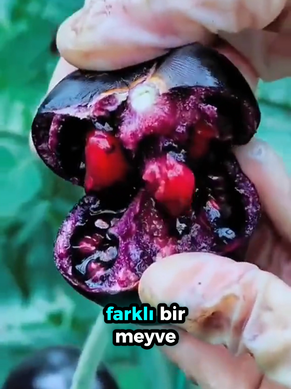 @beynegrafya