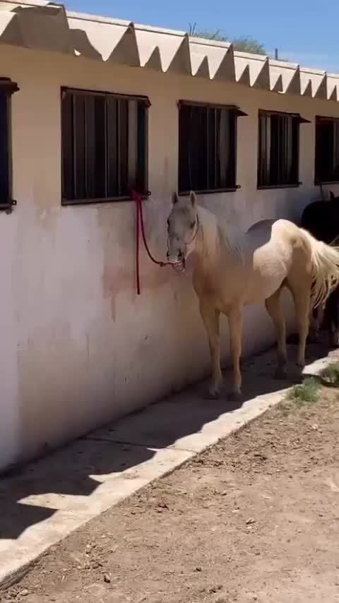 @viral