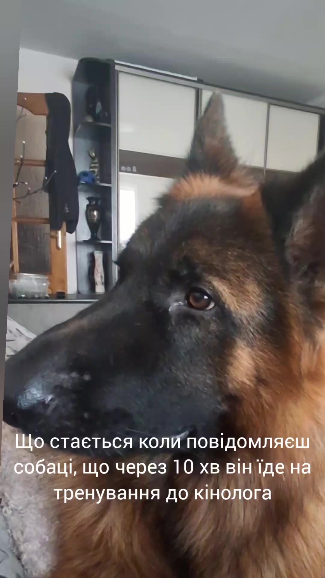 @МАТЬ ДРАКОНІВ🤣