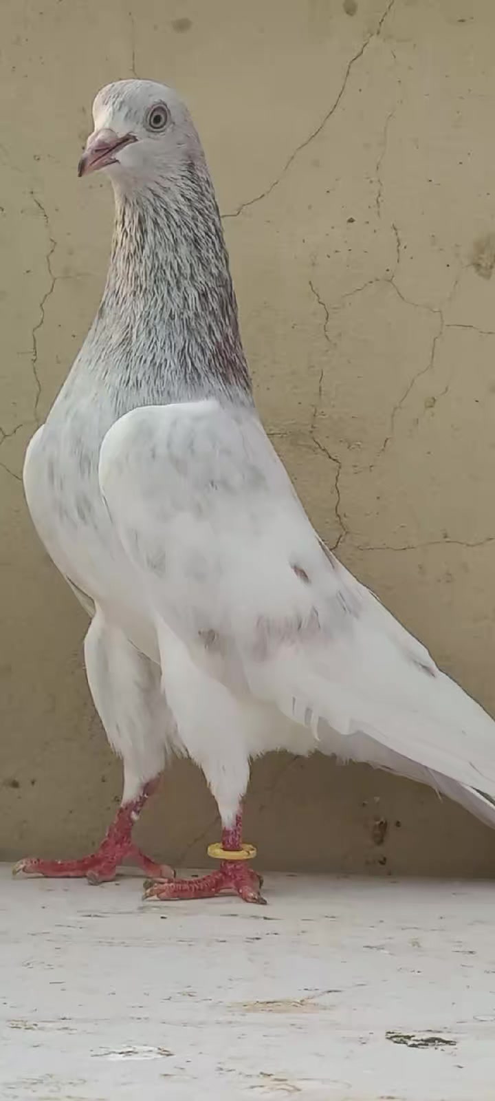 @Ranakasuripigeon