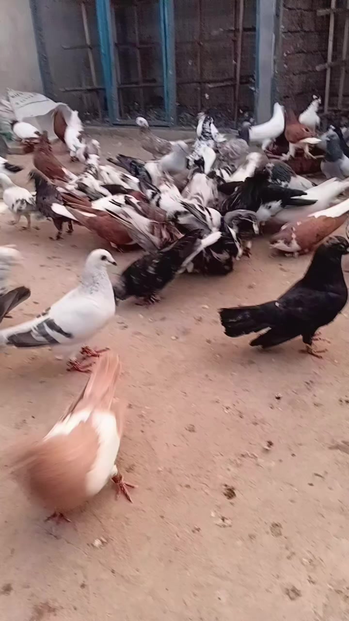 @Aleehaider990