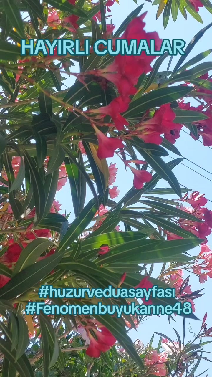 @Fenomenbuyukanne48