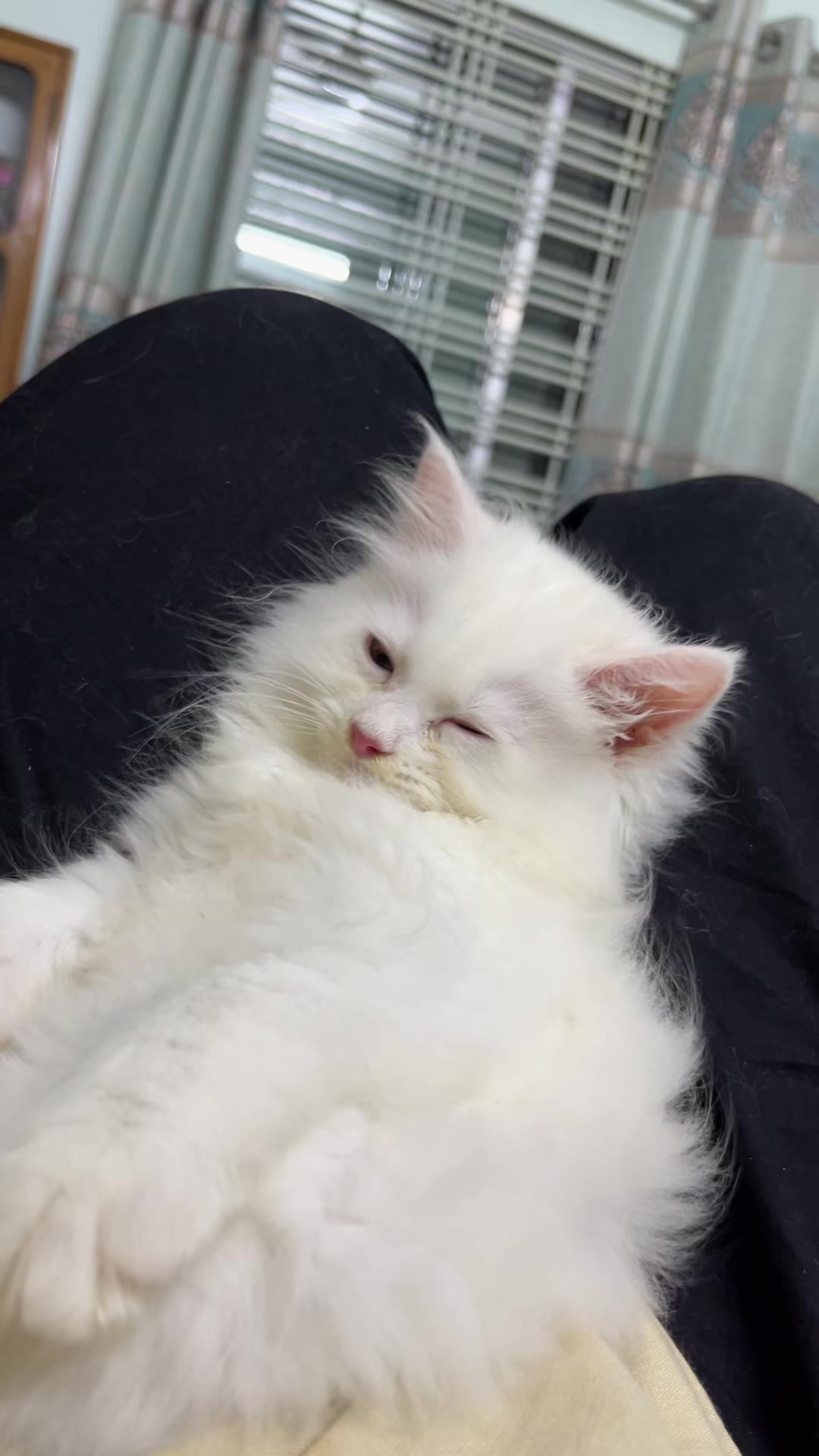 @🐇🐰elma... nohayet 🐈😸