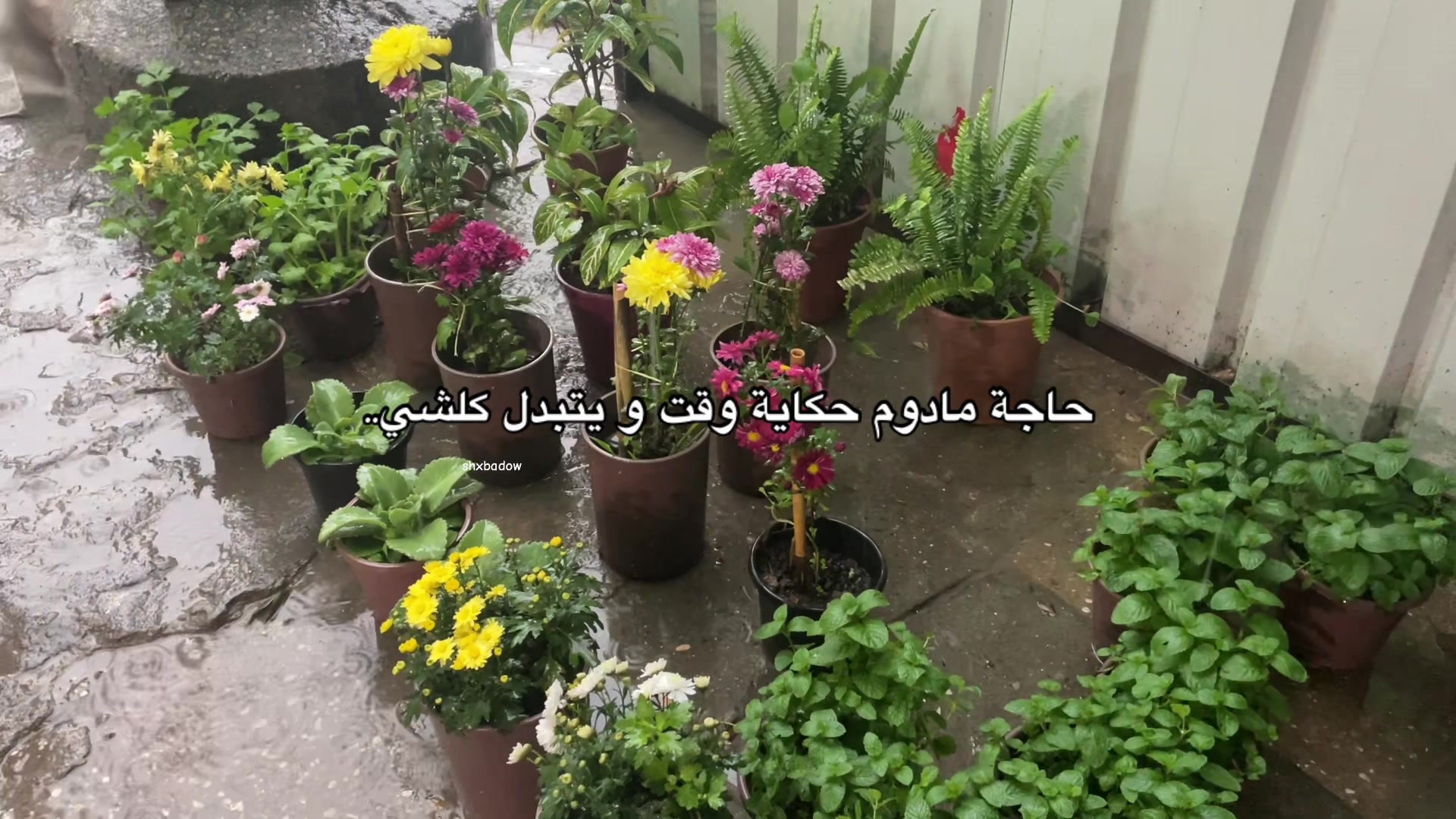 @fairouz 🇩🇿