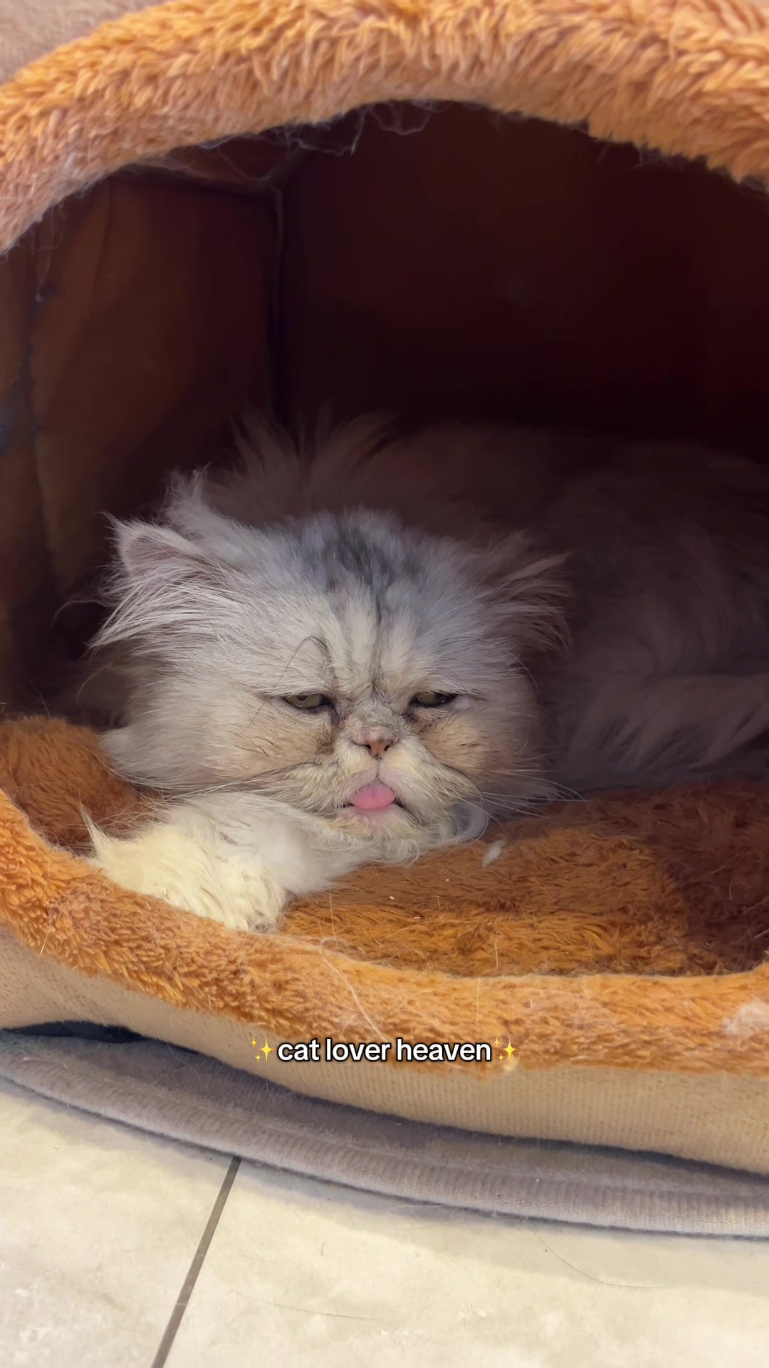 @crazycatcafe