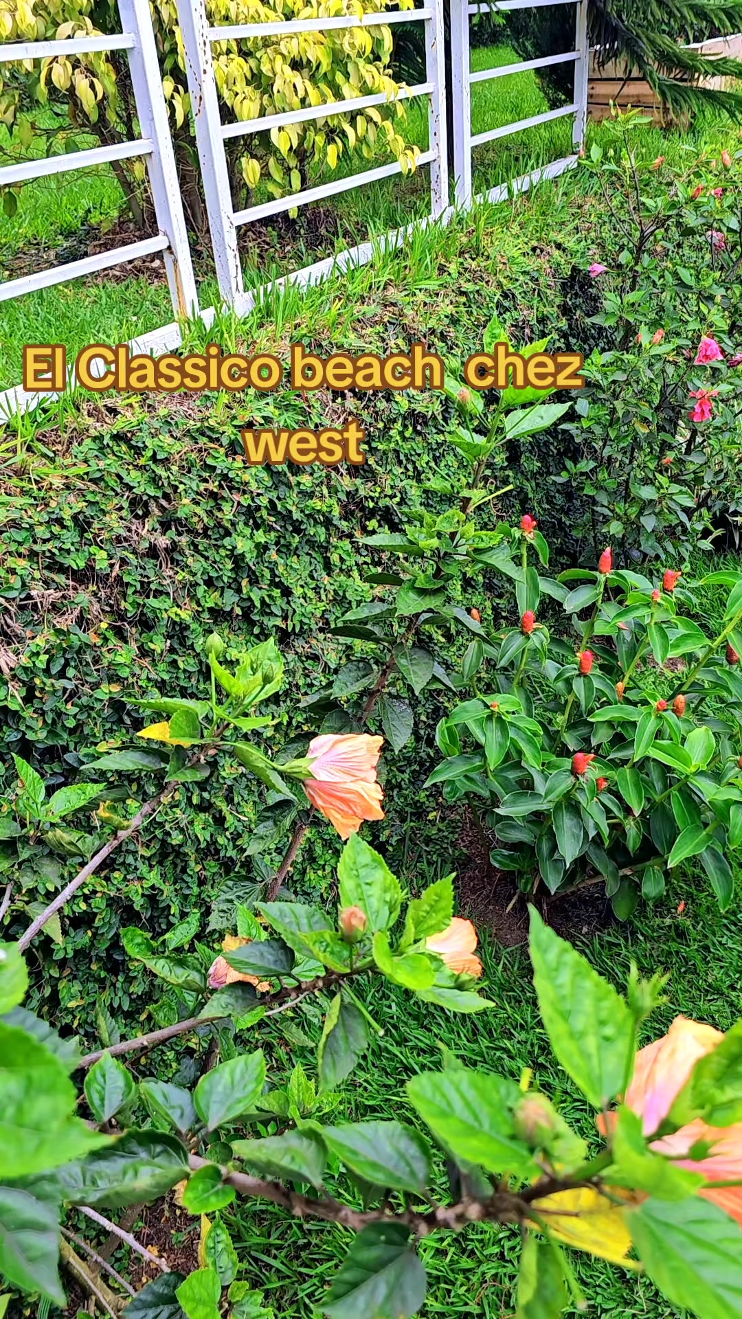 @Westelclassicobeach