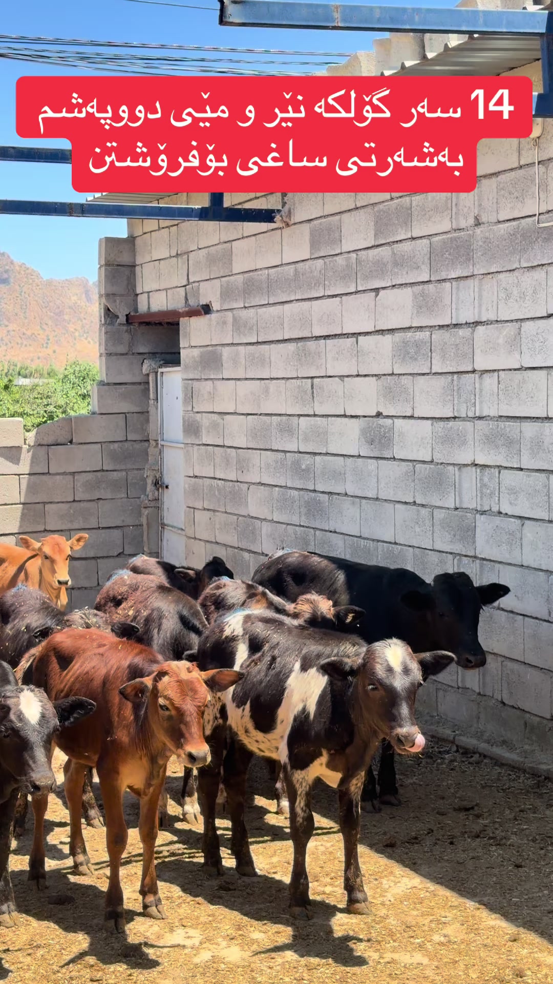 @مەیدانی ئاژەڵانی محمد 🐄🐂