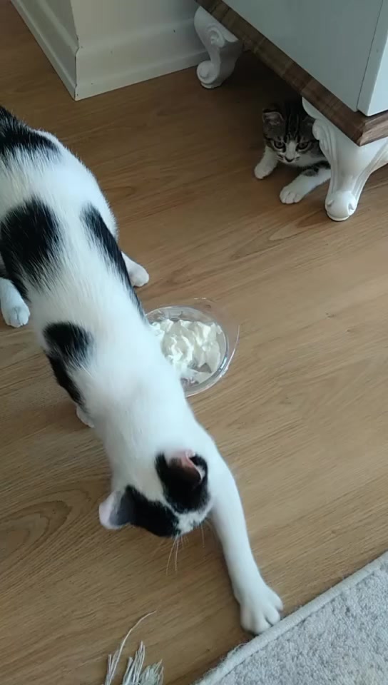 @💞S̴E̴V̴D̴A̴ ̴💞KEDİ💞