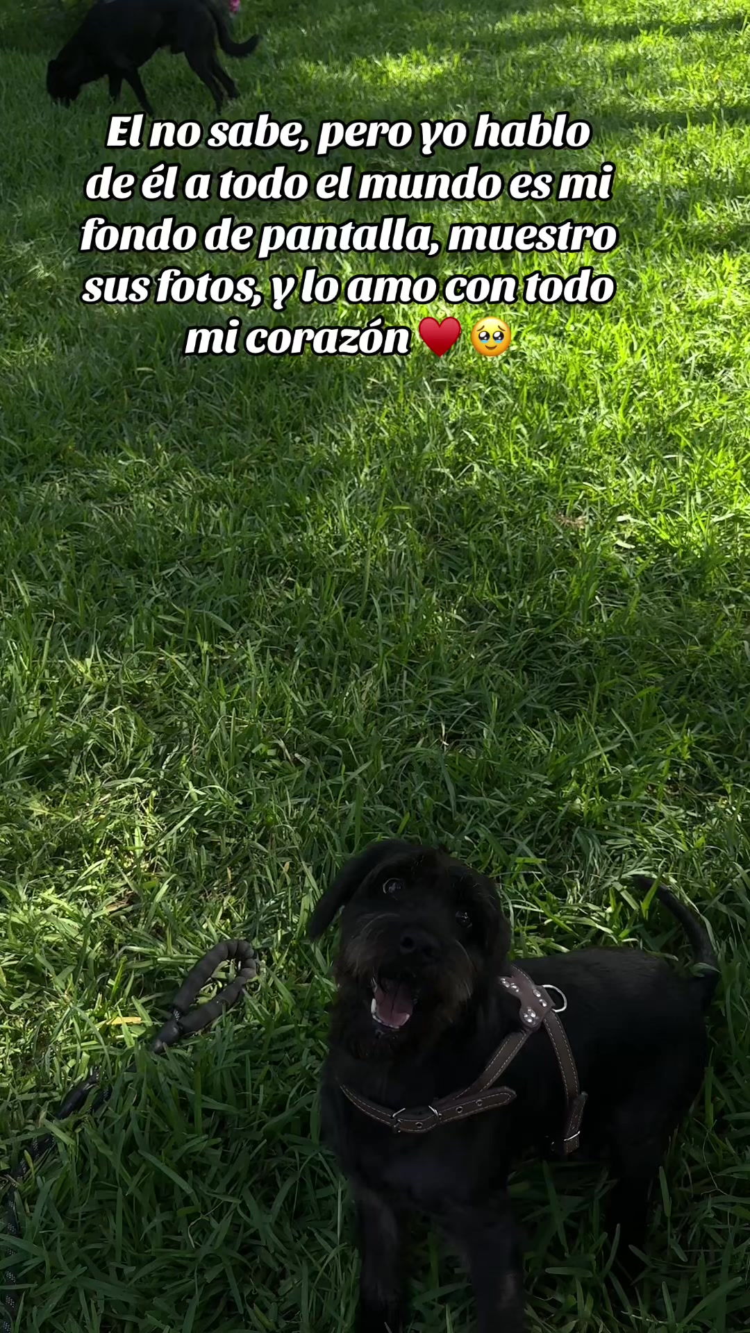 @Rosaquispe3092
