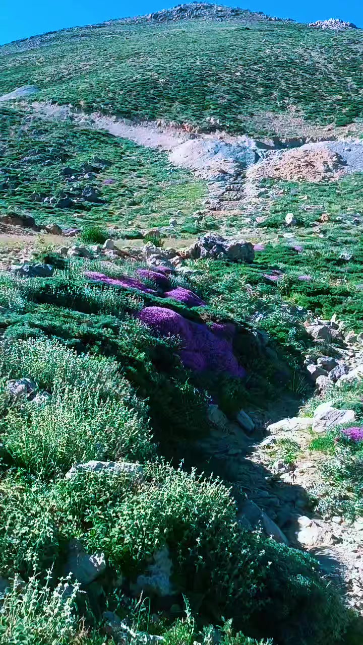 @DAĞCI.46
