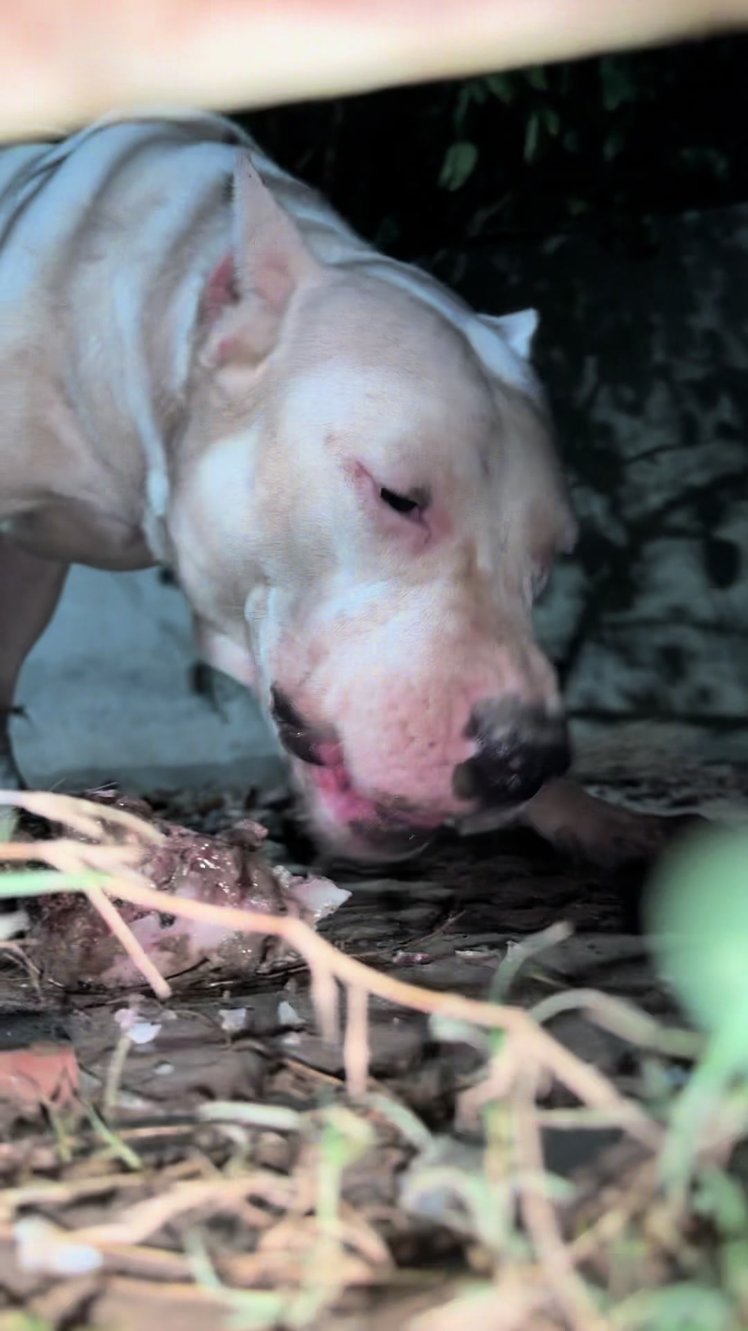 @LIGER the DOGO ARGENTINO