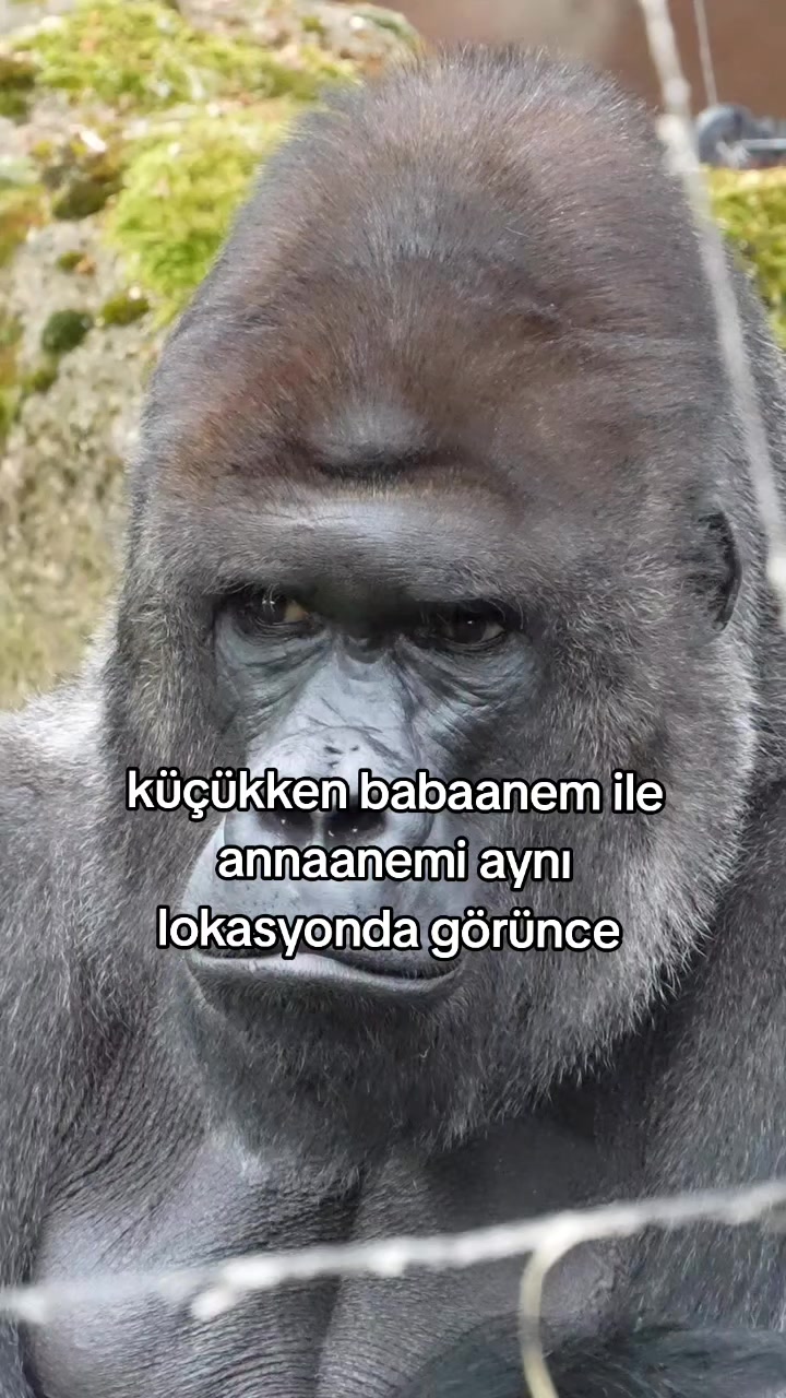 @rolland
