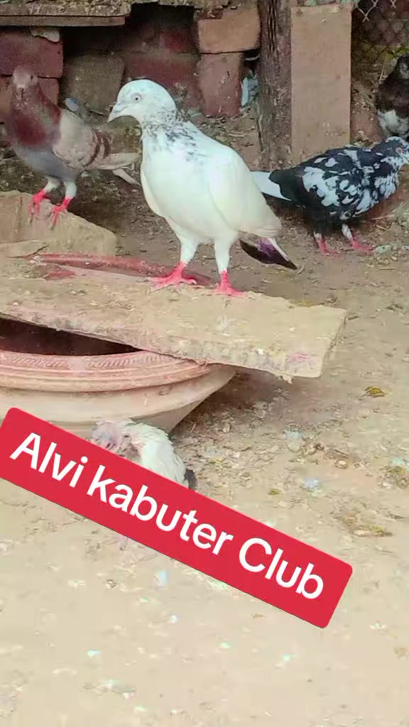 @🇵🇰🇵🇰Arslan Alvi 🇵🇰🇵🇰