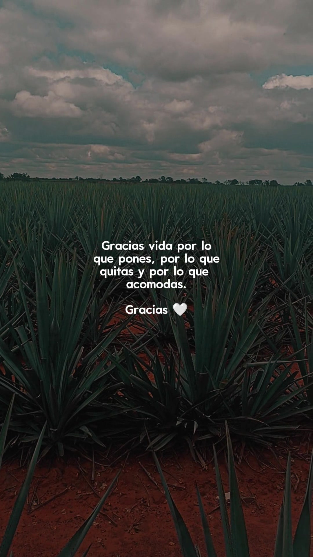 @kalink