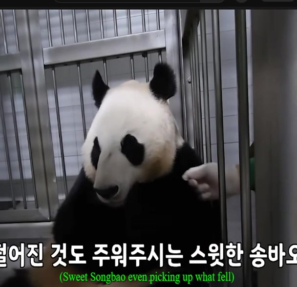 @K-PANDA kim