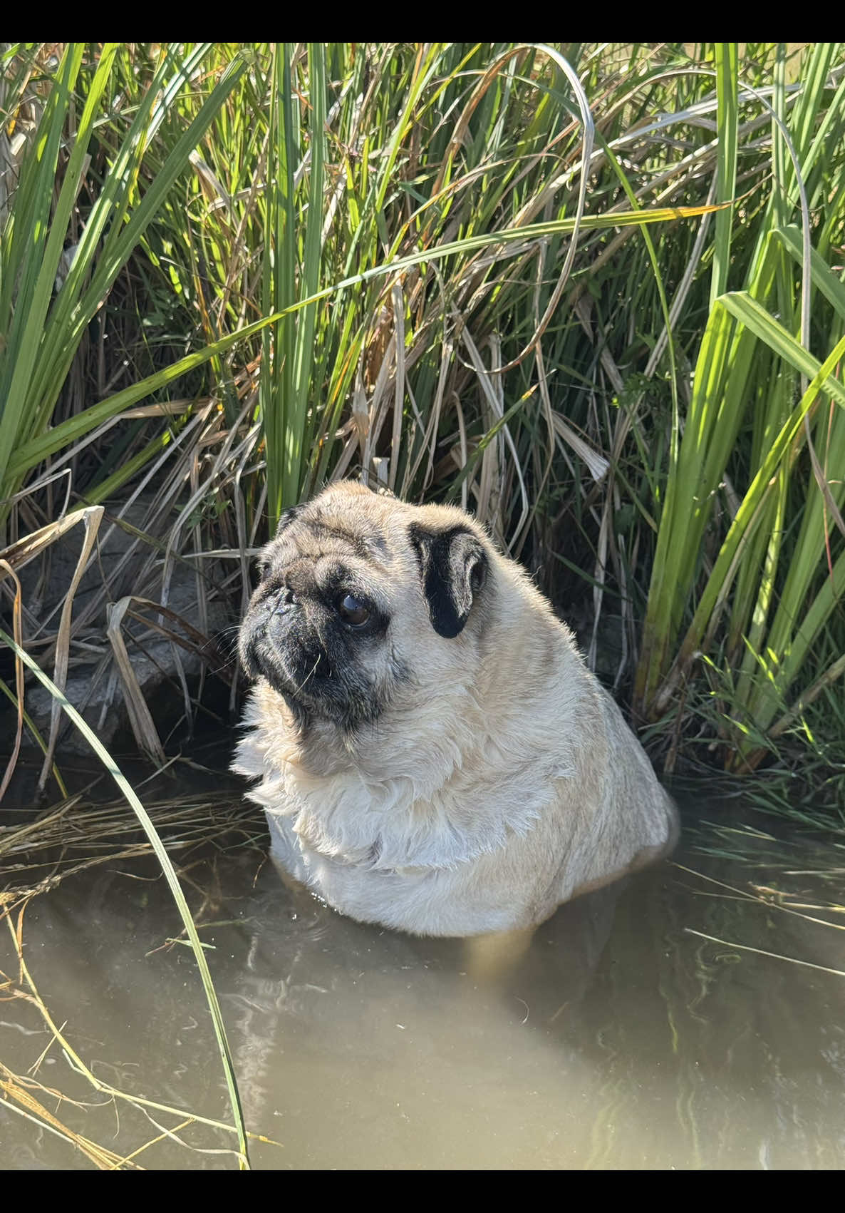@Pug_bulka