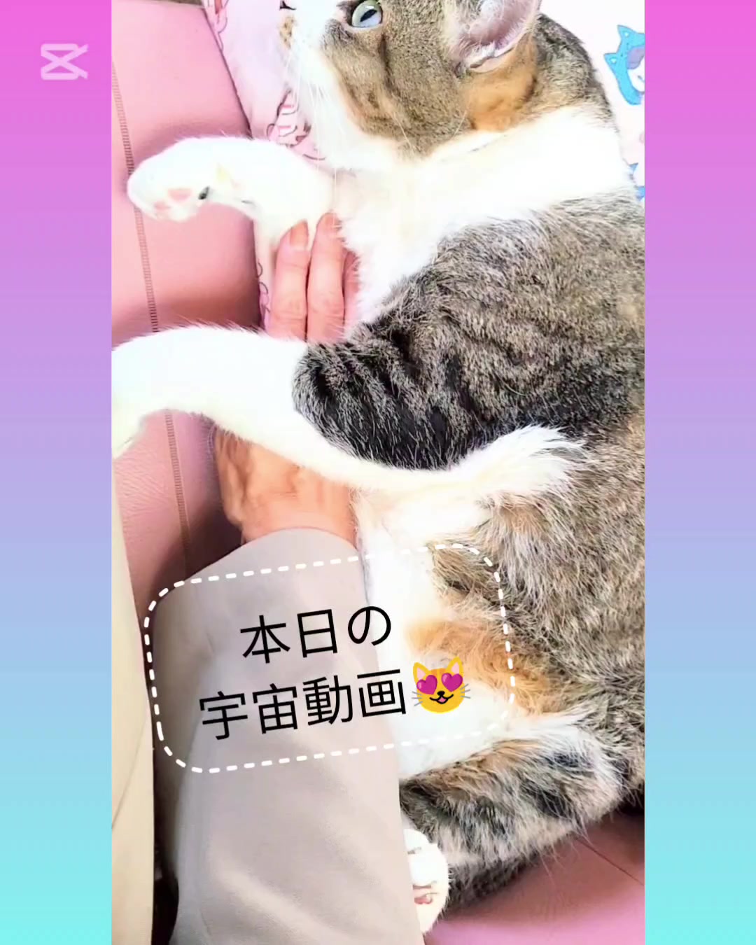 @momo