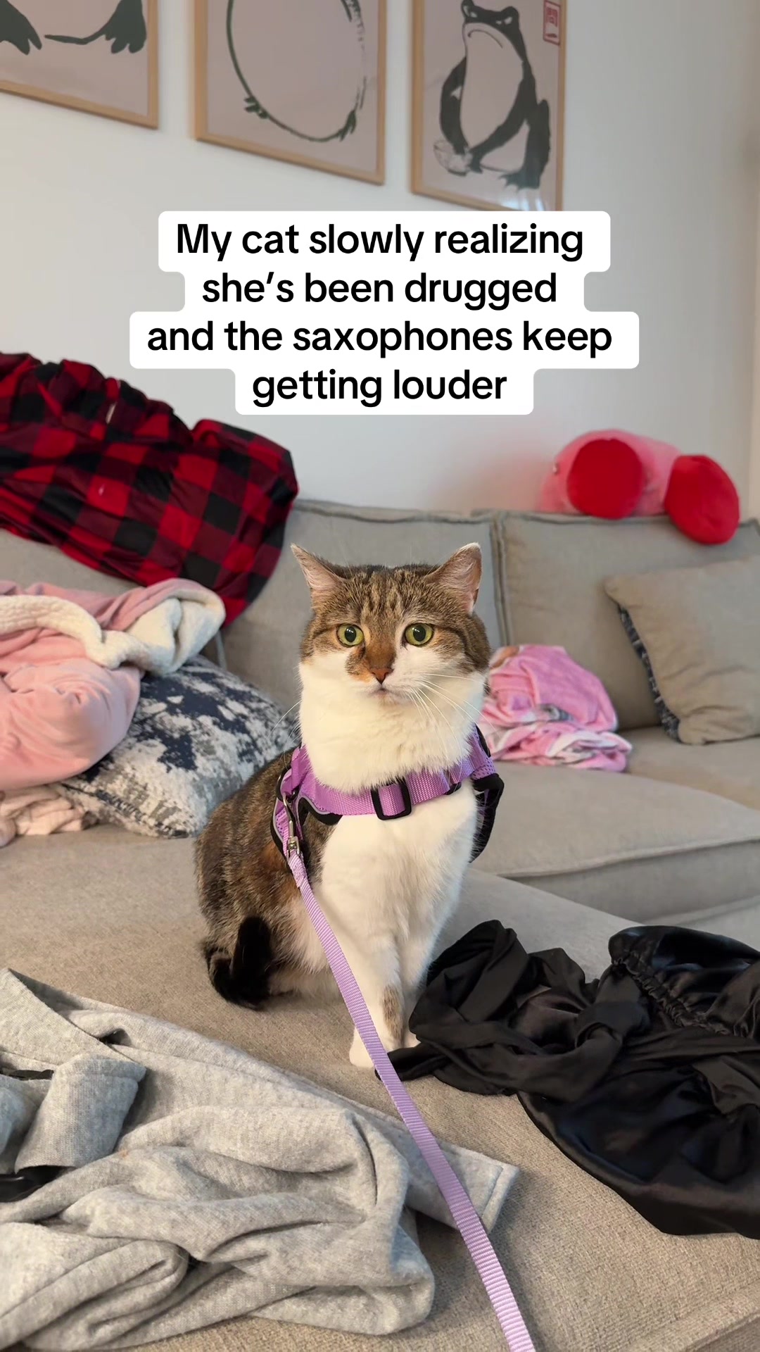 @Suki Purrs