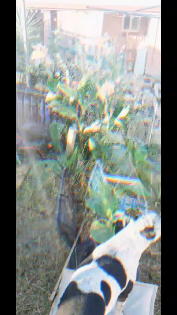 @Uthinkithot_Capcut organic