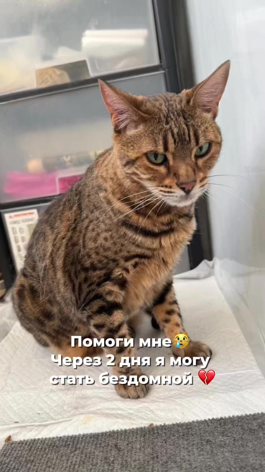 @Оля & Co🐈⬛🐈