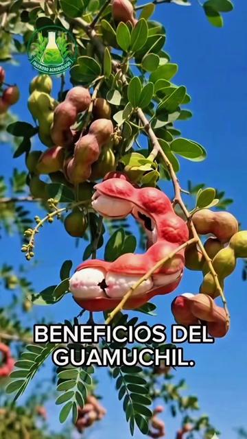 @🌻👑LAU🦋74V👑🌻