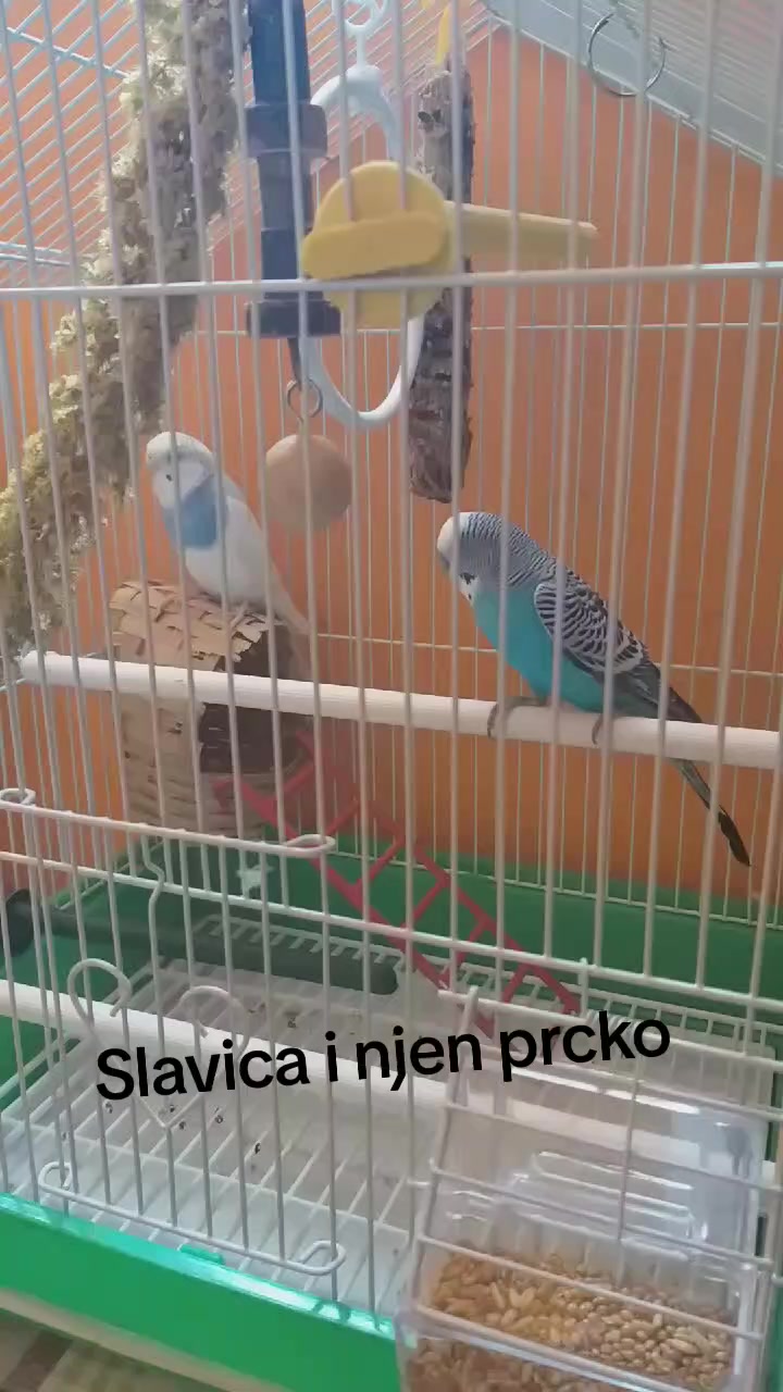 @mirjana stancic