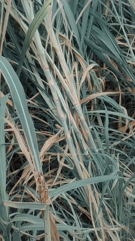 @༺ 𒆜ᶻᴬᴴᴱᴱᴿ𒆜 ༻