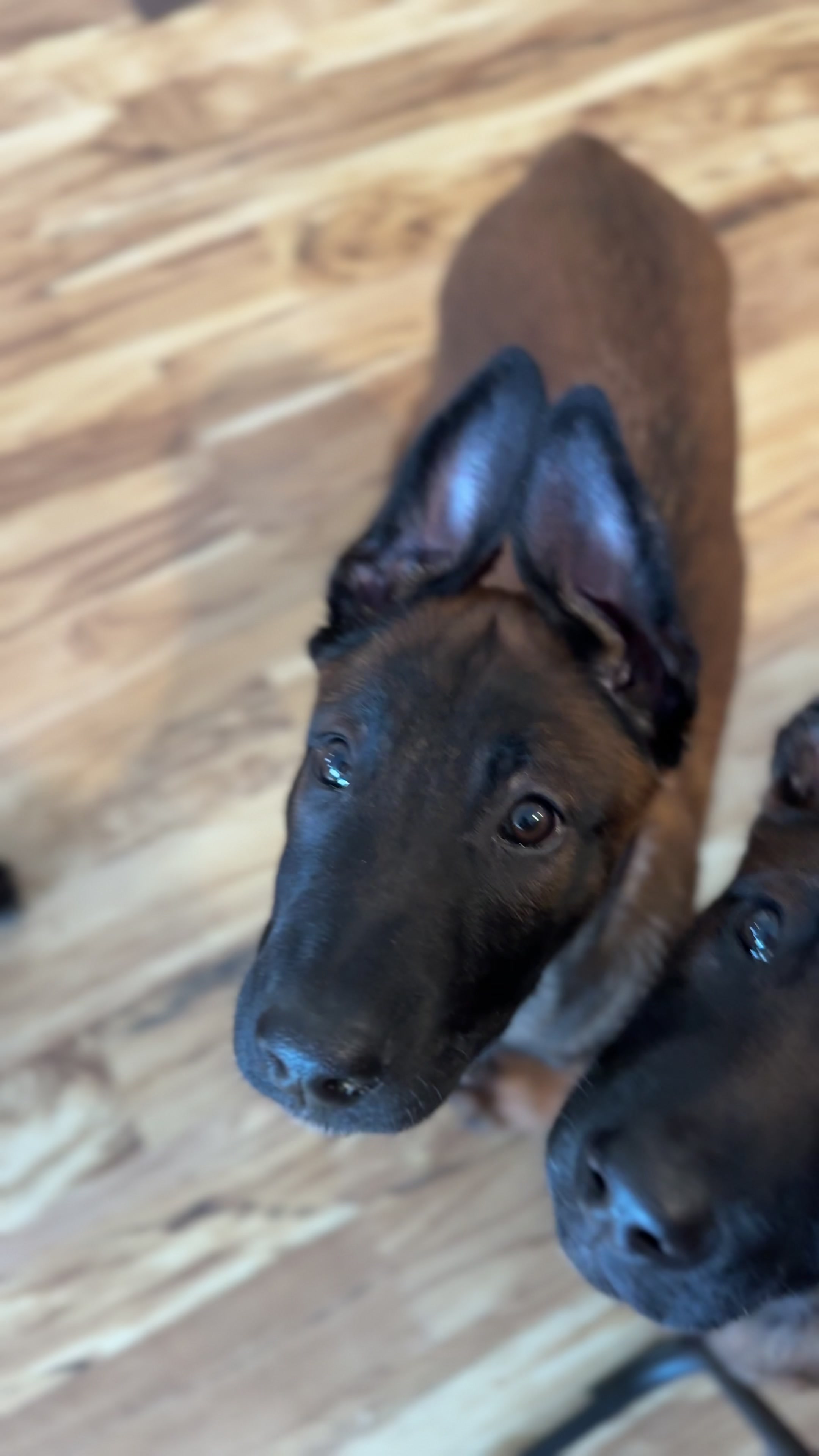 @Aim Canine