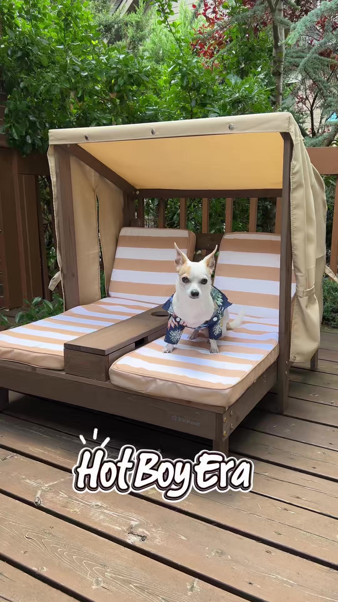 @Bao the Chihuahua