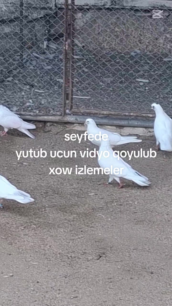 @mehralizade