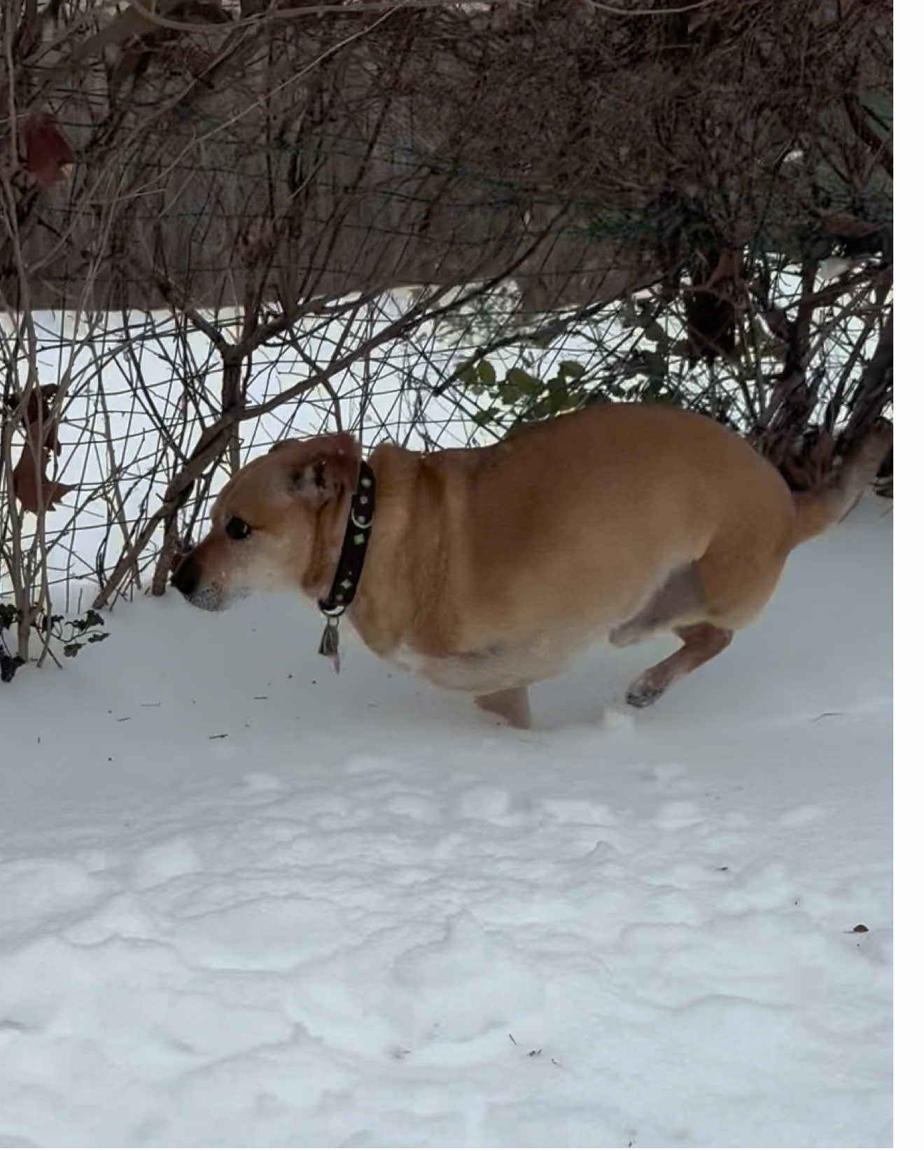 @2legdogs