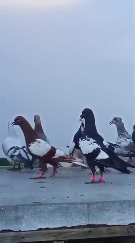 @royal birds