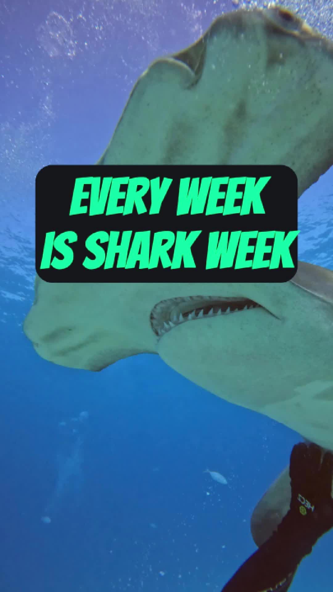 @Shark Geek