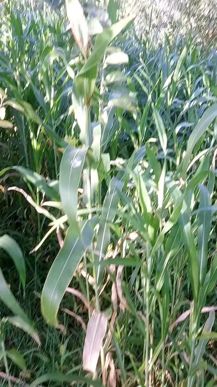 @Abdul Malik Kakar 2215