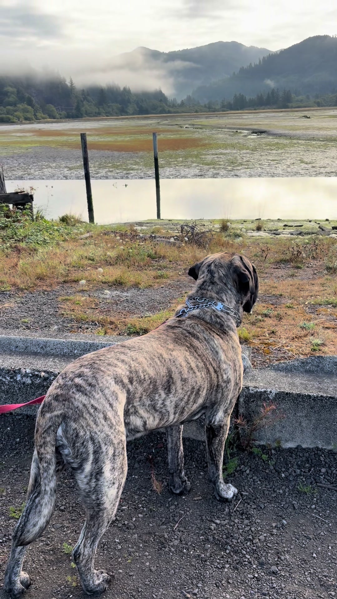 @BrindleBearTheMastiff