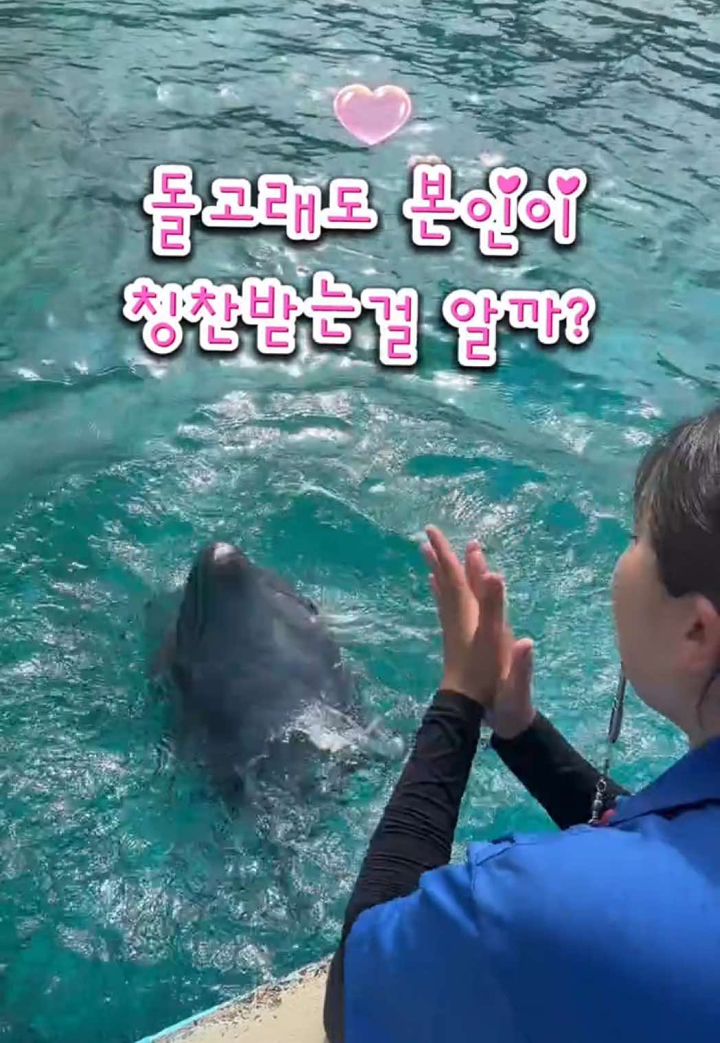 @DolphinTok
