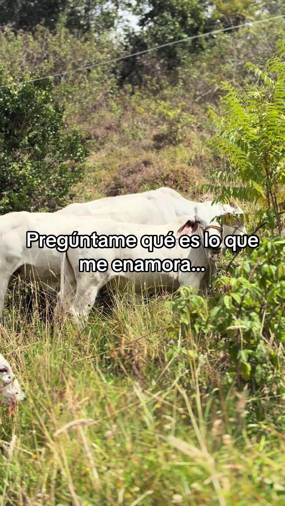 @MiGanado-Boyacá