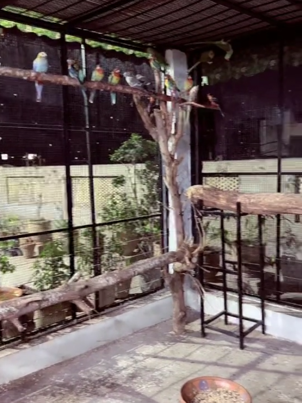 @Mehar Hanan Aviary 🔥