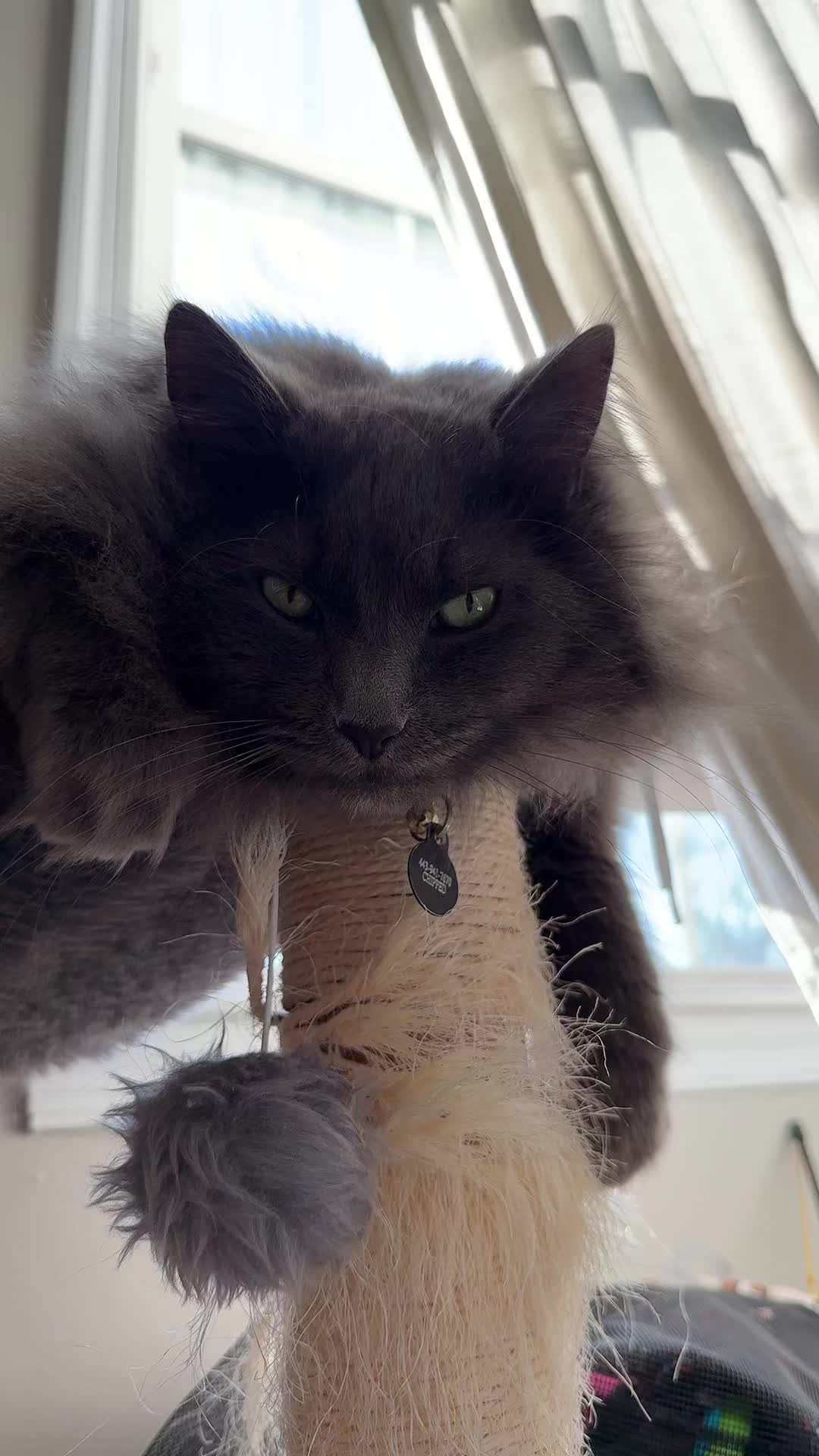 @TitoNTati 🐾