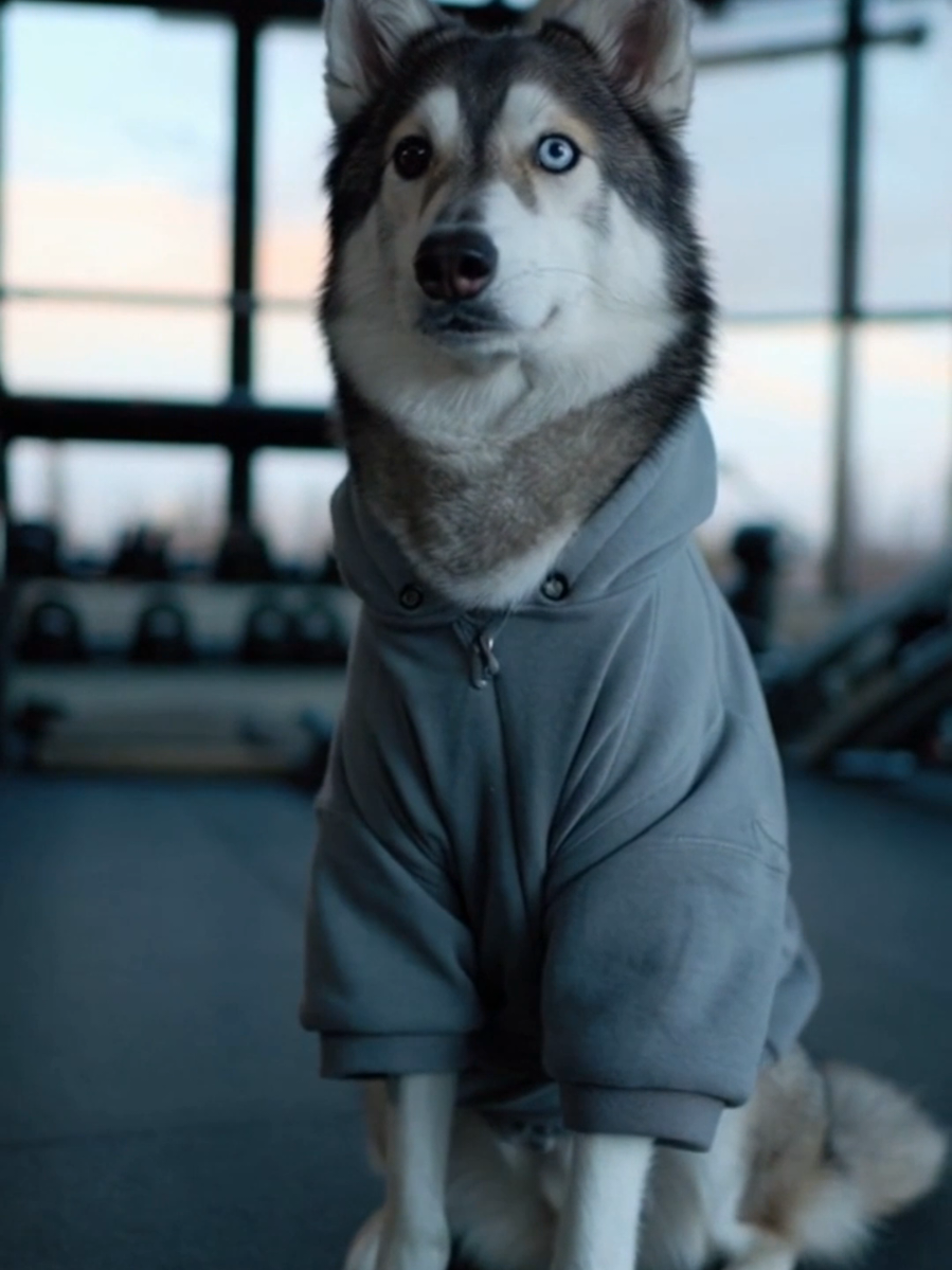 @Cosmo the Husky