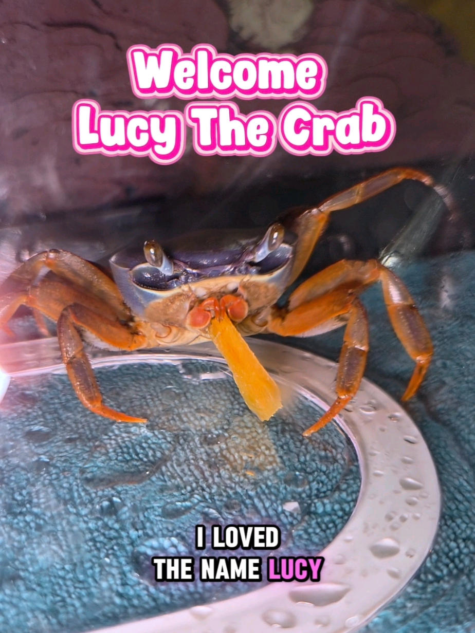 @Howie The Crab