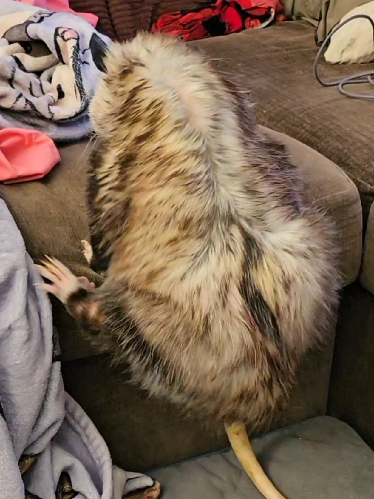 @OPOSSUMDAWGMOM
