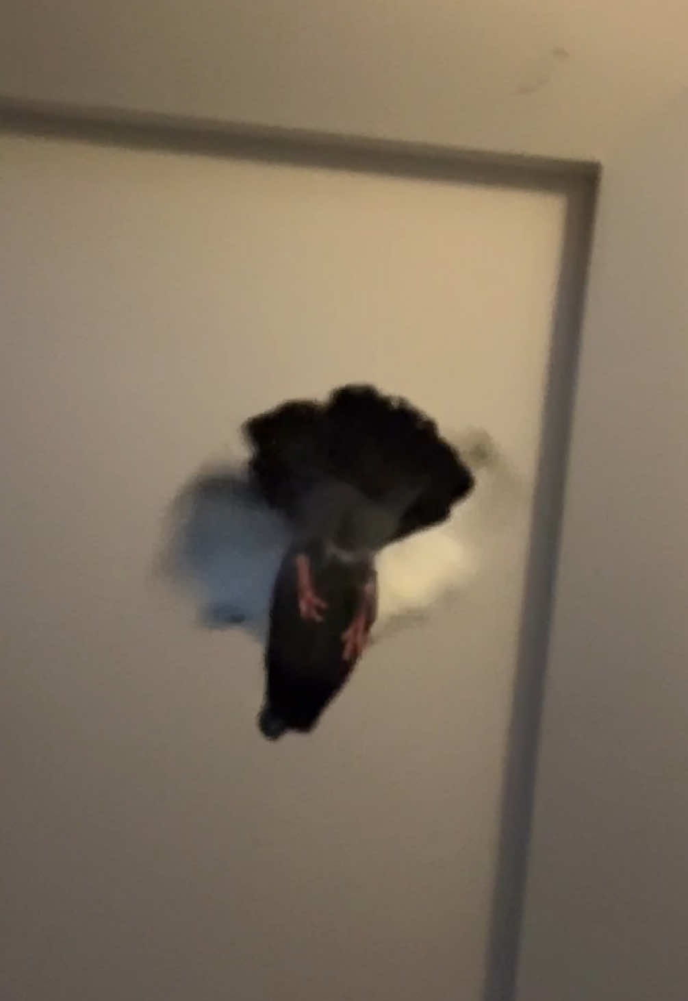 @Beebee The Pigeon